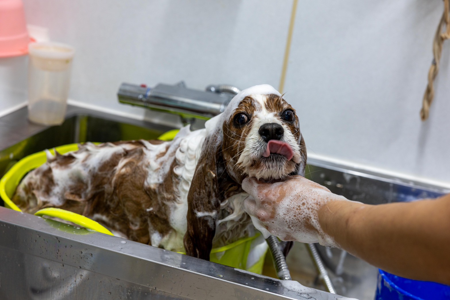 シャンプーコース