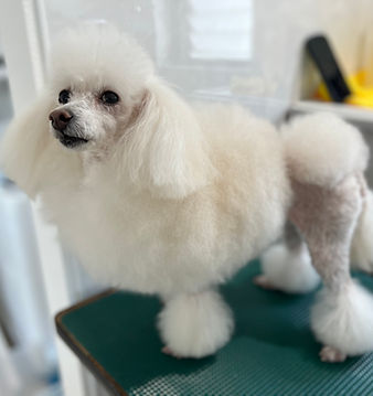 トリートメント