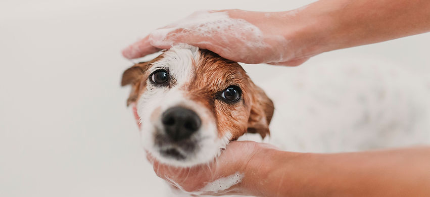 ドッグ グルーミング